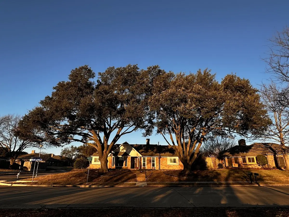 Established residential canopy tree shading a home in Jackson